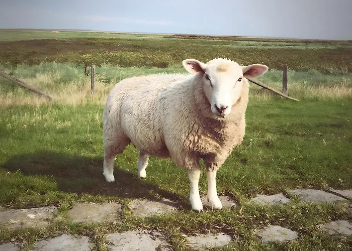 Norderneyweg 10 度假居 西里格